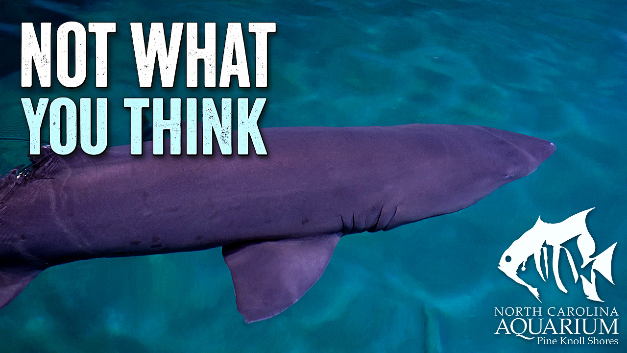 Up Close With Sharks project thumbnail